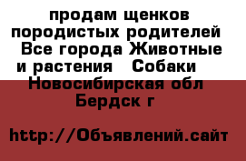 продам щенков породистых родителей - Все города Животные и растения » Собаки   . Новосибирская обл.,Бердск г.